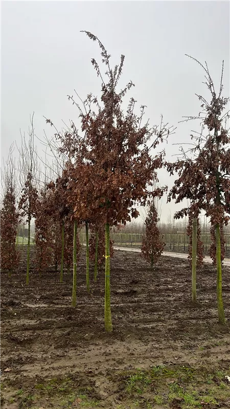 Quercus cerris