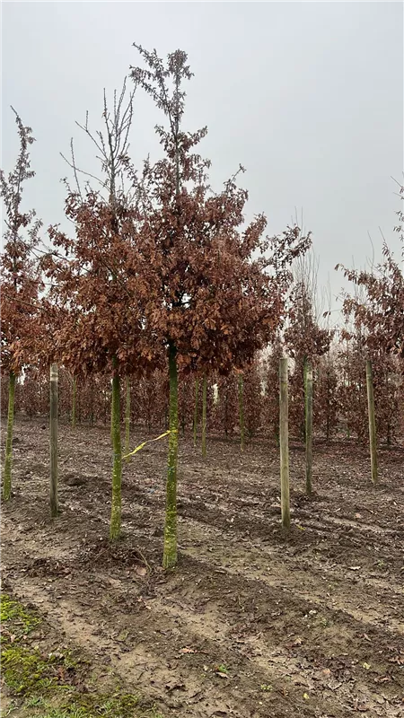 Quercus cerris