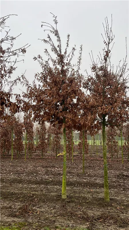 Quercus cerris