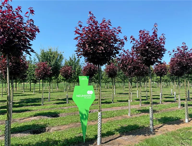 Acer platanoides 'Crimson Sentry'