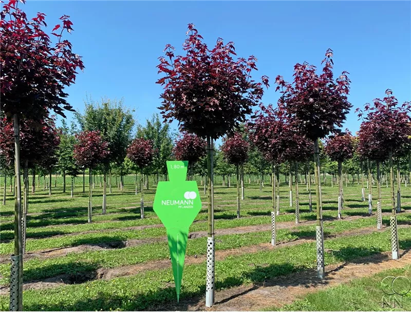 Acer platanoides 'Crimson Sentry'