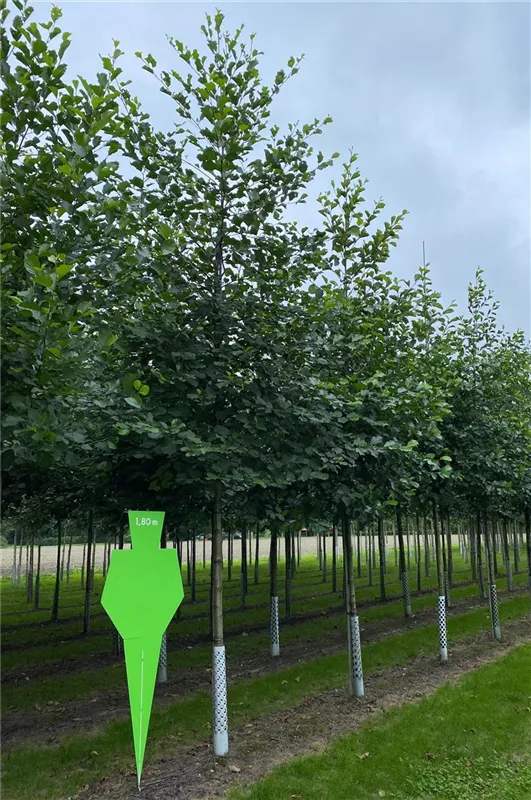 Alnus glutinosa