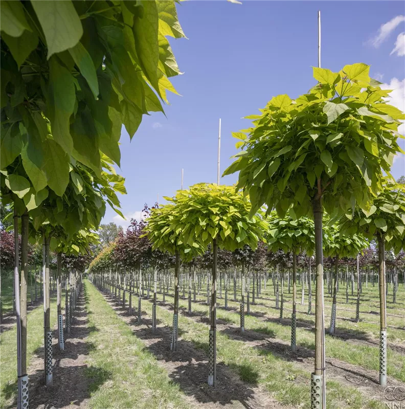 Catalpa bignonioides 'Nana'
