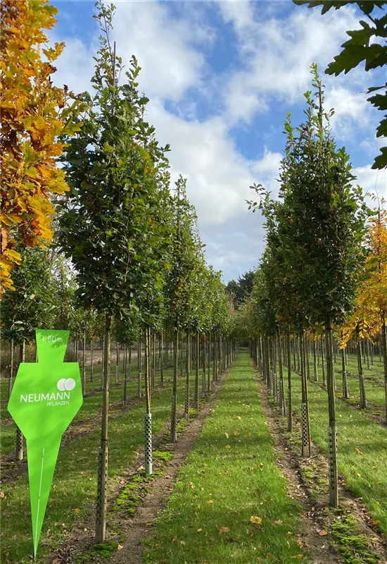 Quercus robur 'Fastigiata Koster'