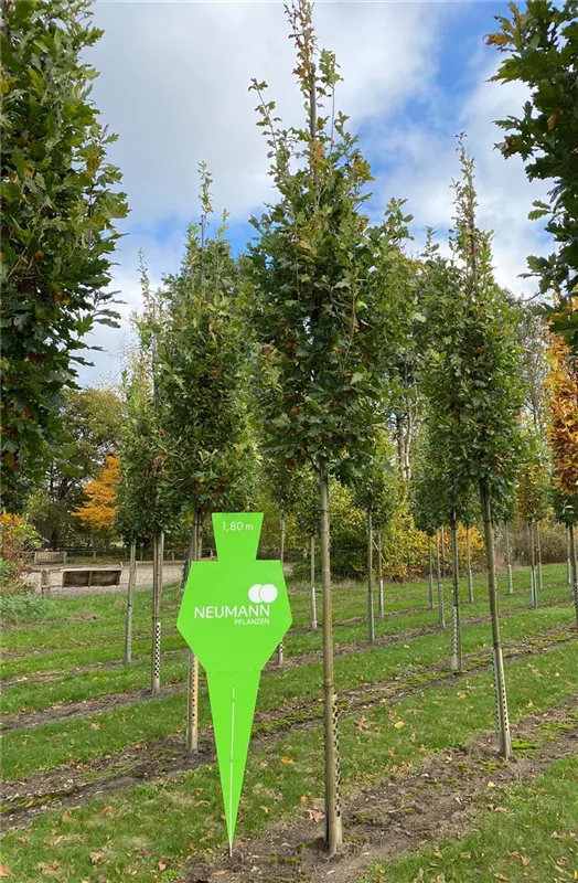 Quercus robur 'Fastigiata Koster'