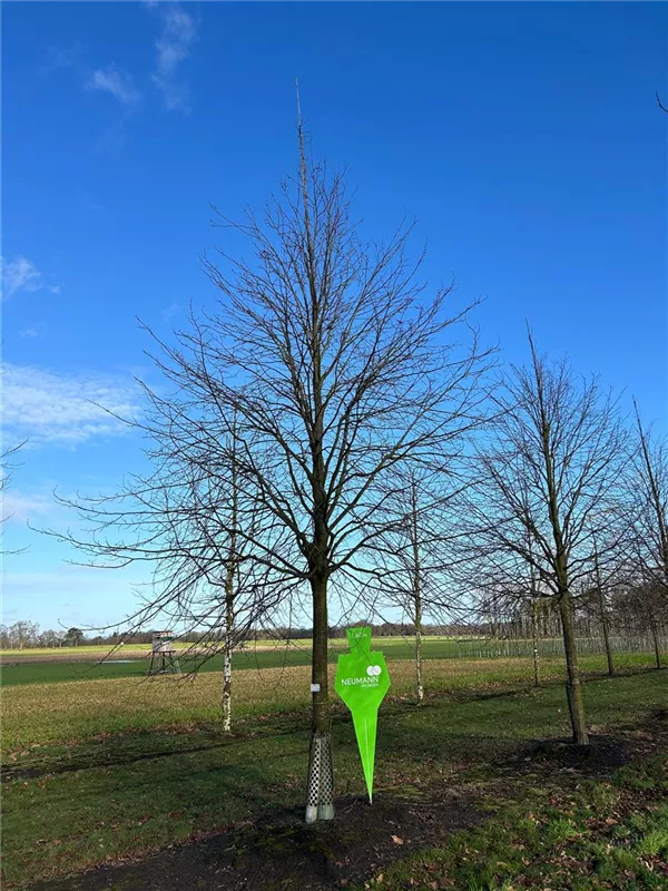 Tilia europaea 'Pallida'