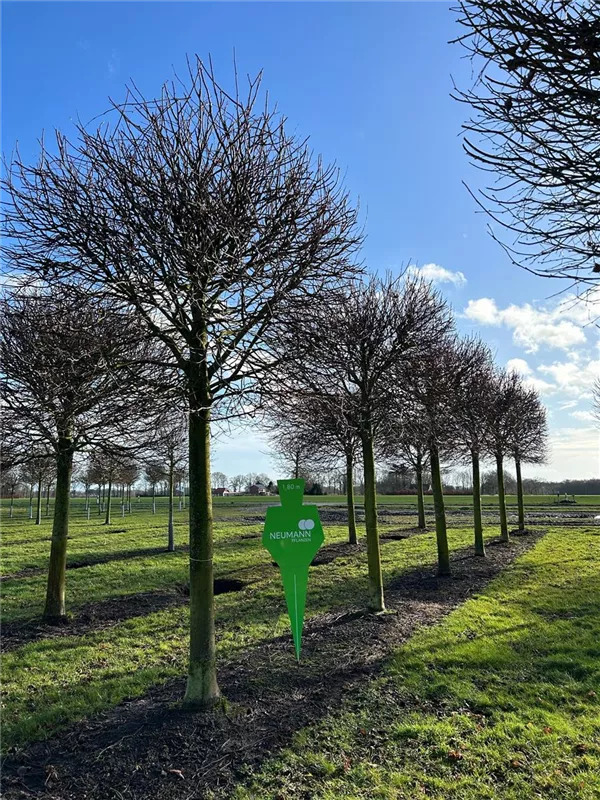 Tilia europaea 'Pallida'