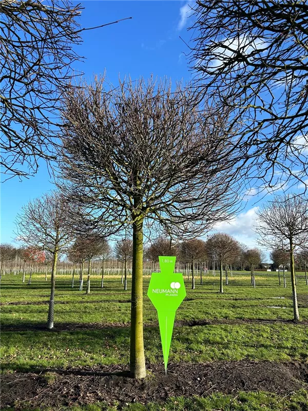 Tilia europaea 'Pallida'