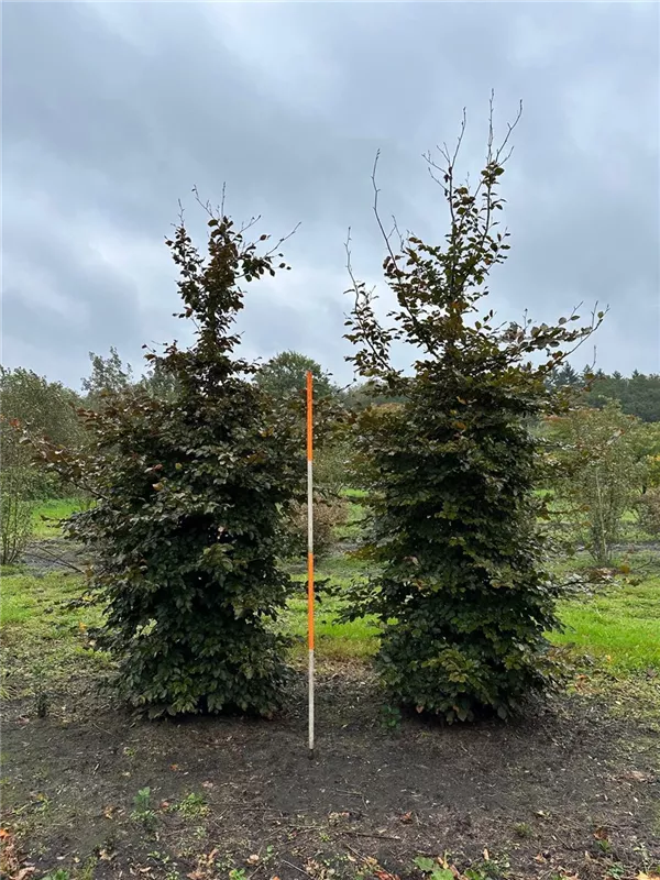 Fagus sylvatica purpurea