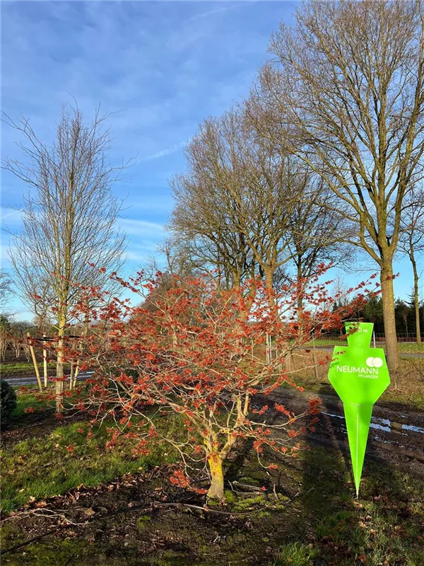 Hamamelis interm.'Jelena'