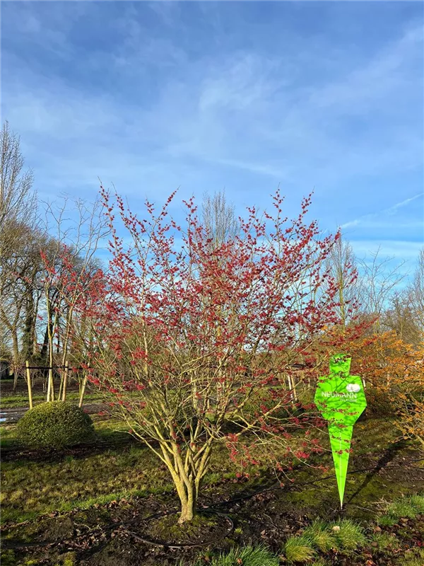 Hamamelis interm.'Feuerzauber'