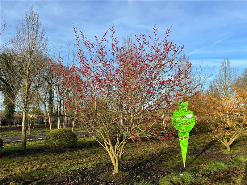 Hamamelis interm.'Feuerzauber'