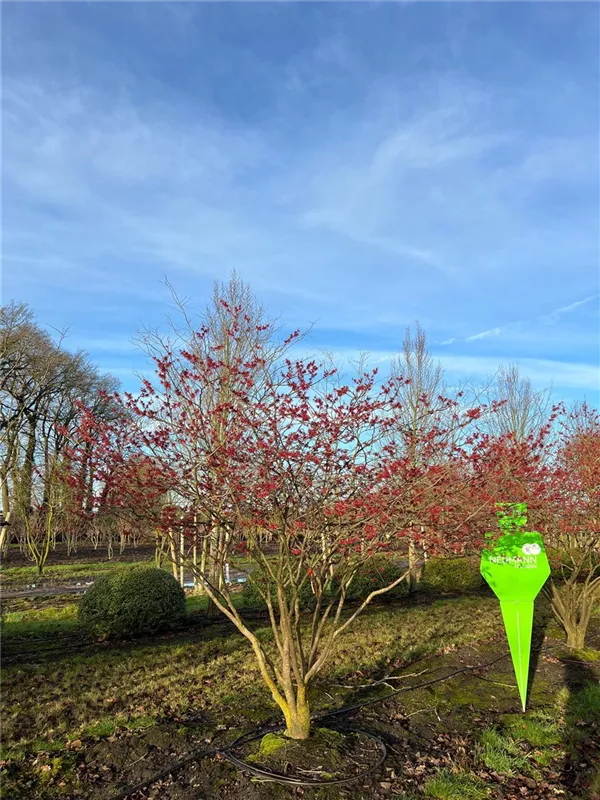 Hamamelis interm.'Feuerzauber'