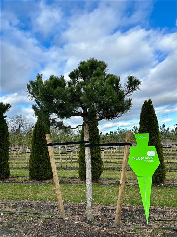 Pinus nigra ssp.nigra