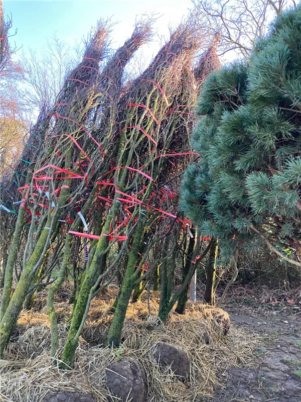 Cornus florida 'Rubra'