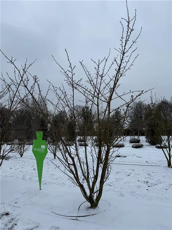 Prunus serrulata 'Taihaku'