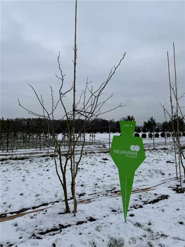 Gleditsia triacanthos 'Sunburst'