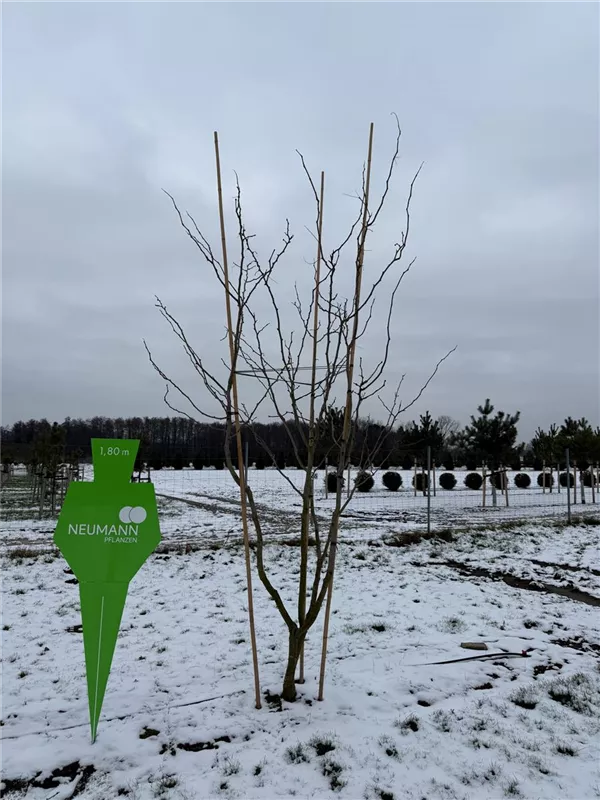 Gleditsia triacanthos 'Sunburst'