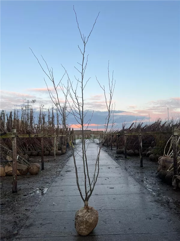 Gleditsia triacanthos 'Sunburst'