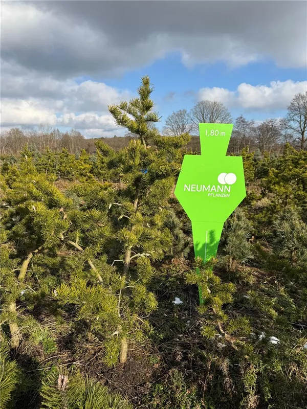 Pinus banksiana