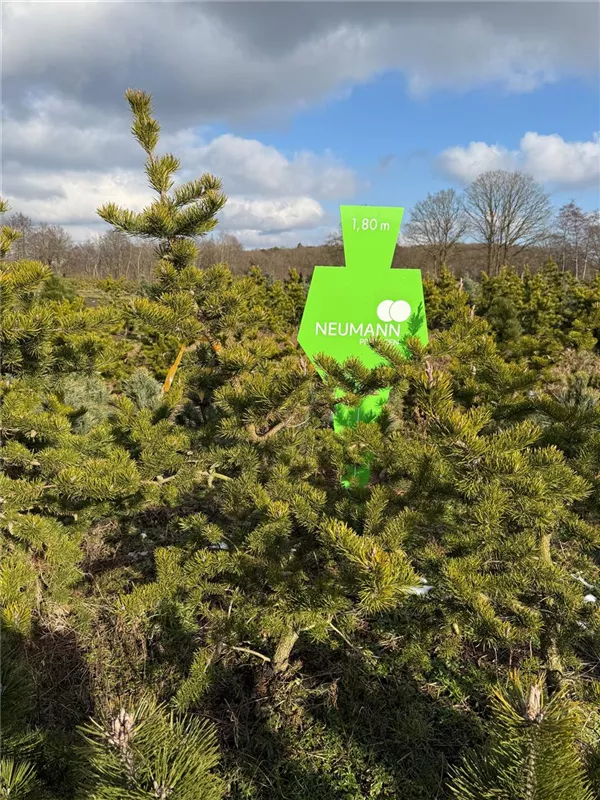 Pinus banksiana