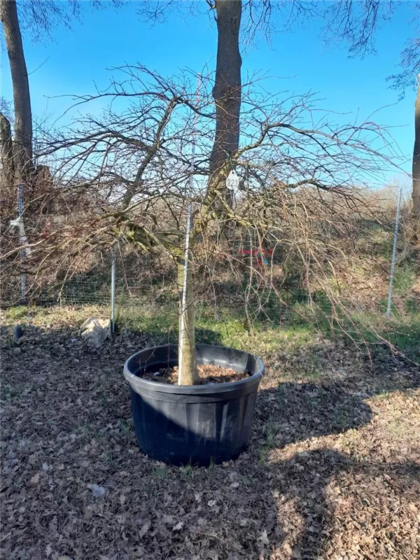 Acer palmatum 'Garnet'