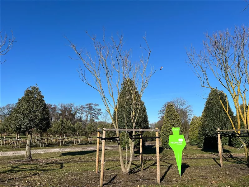 Koelreuteria paniculata