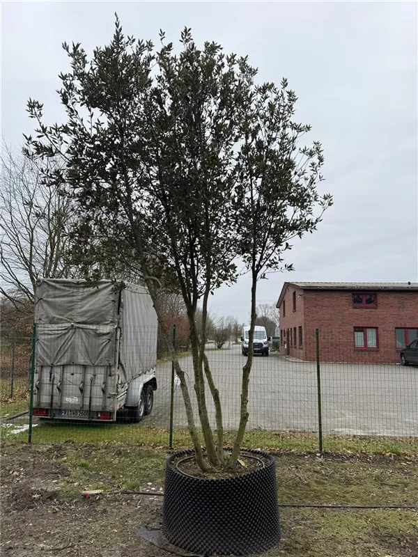 Quercus ilex