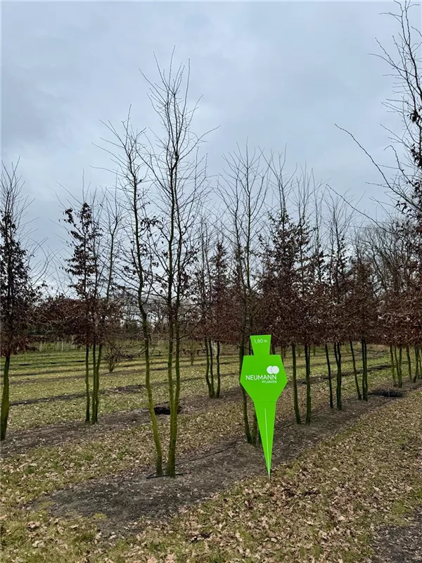 Carpinus betulus