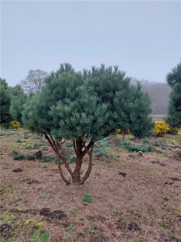 Pinus sylvestris 'Watereri'
