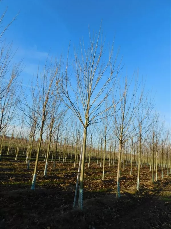 Acer platanoides 'Allershausen' -S-