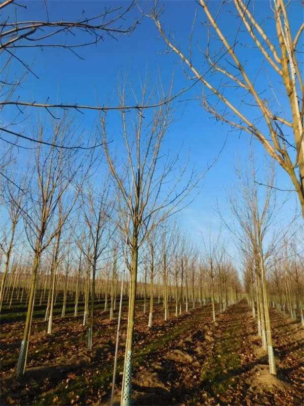 Acer platanoides 'Allershausen' -S-