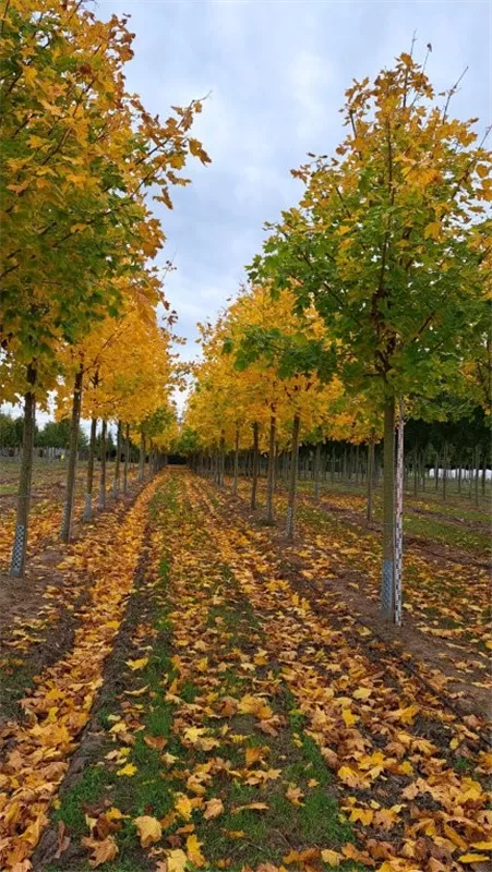 Acer platanoides 'Allershausen' -S-