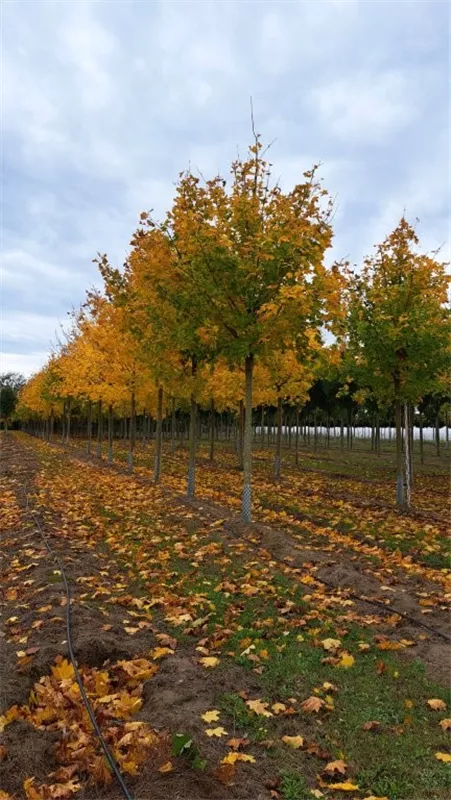 Acer platanoides 'Allershausen' -S-
