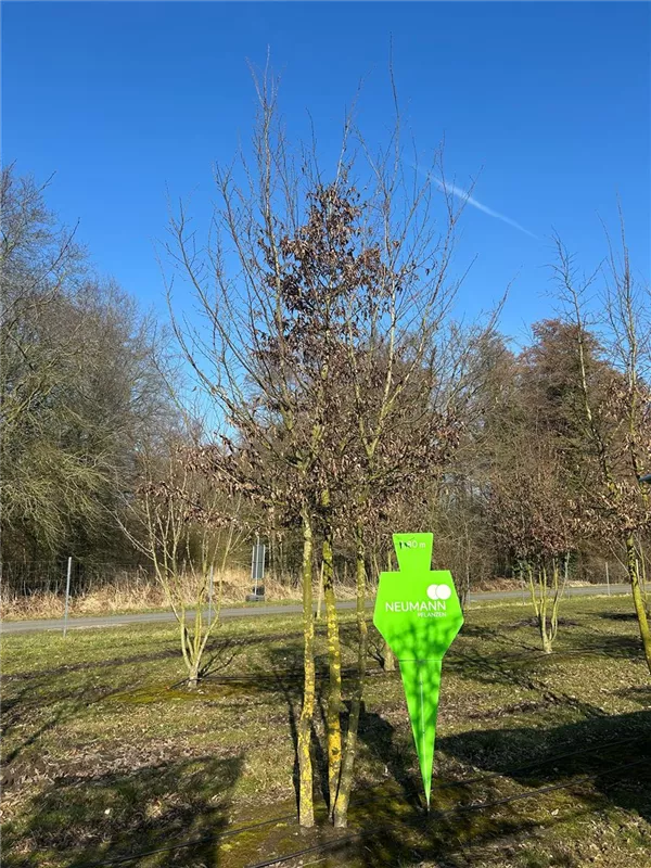 Carpinus betulus