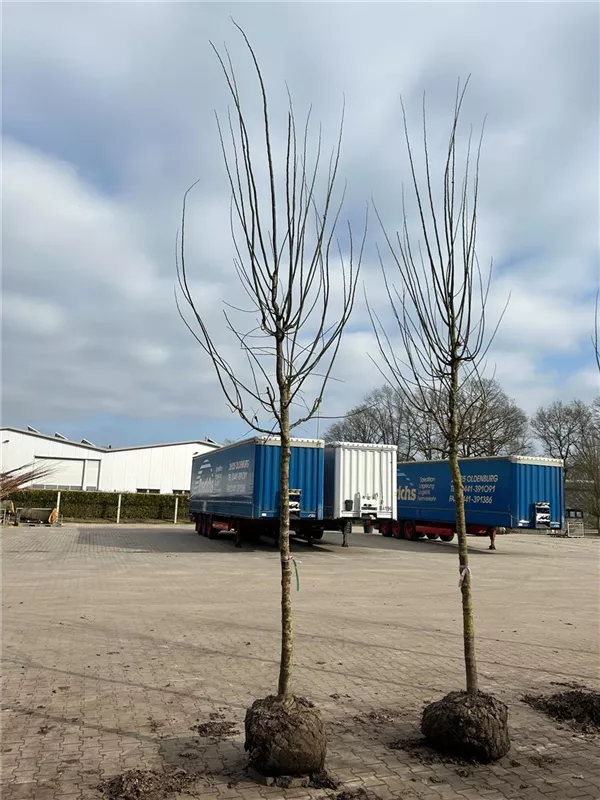 Sophora japonica 'Regent'