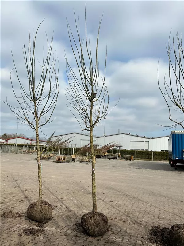 Sophora japonica 'Regent'
