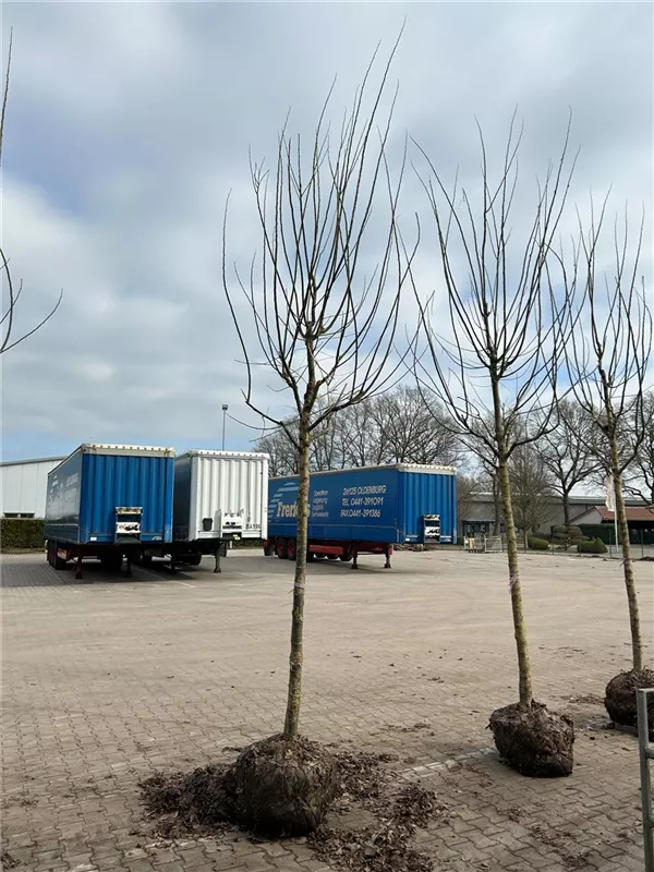 Sophora japonica 'Regent'