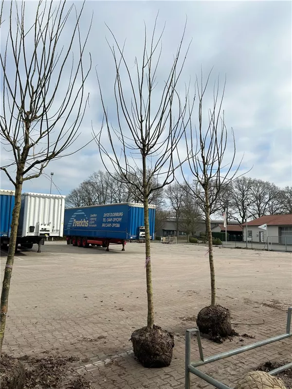 Sophora japonica 'Regent'