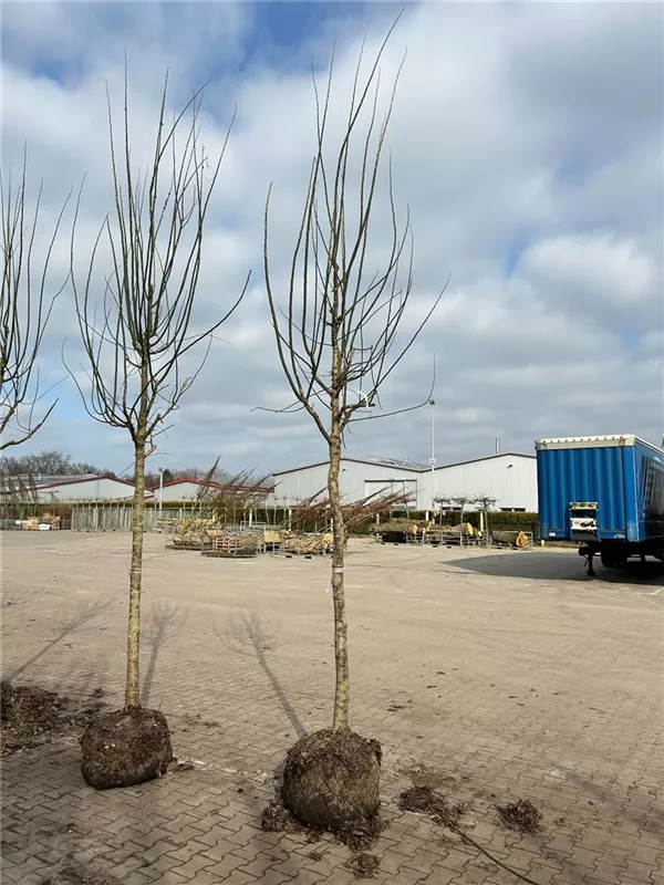 Sophora japonica 'Regent'