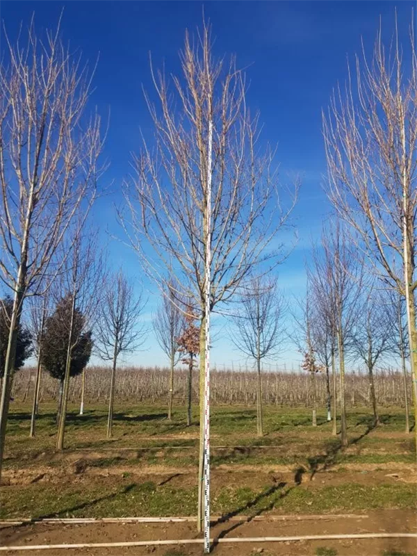 Acer campestre 'Huibers Elegant'