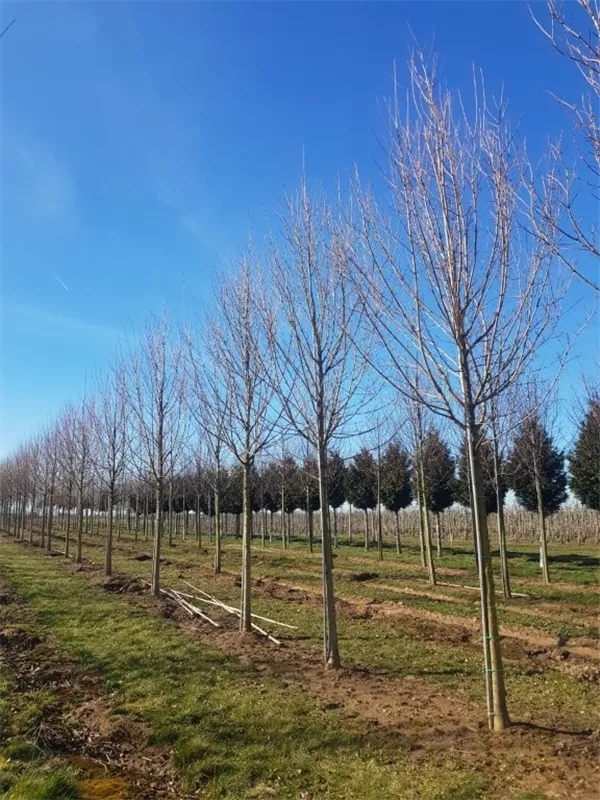 Acer campestre 'Huibers Elegant'