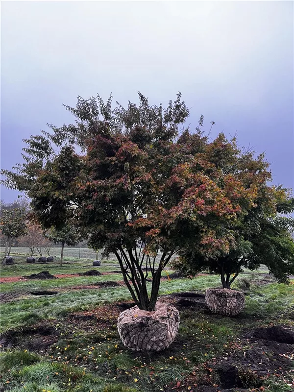 Acer palmatum
