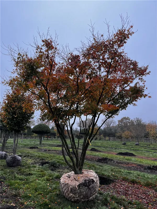 Acer palmatum