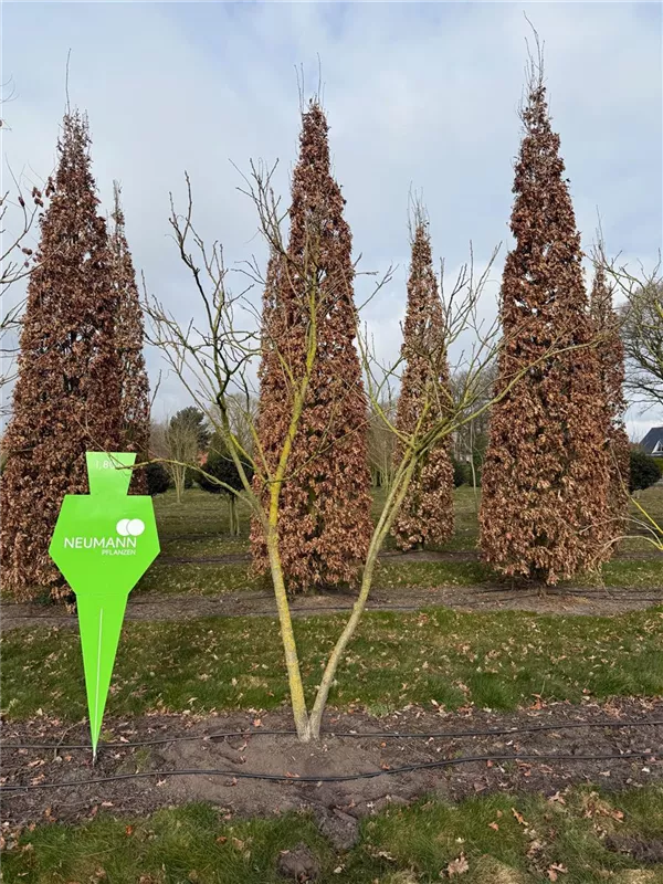 Koelreuteria paniculata