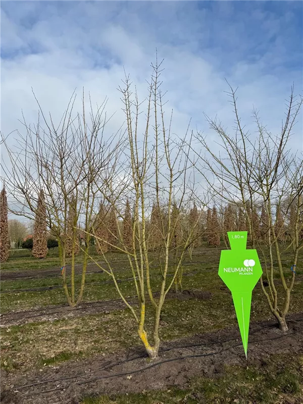 Acer campestre