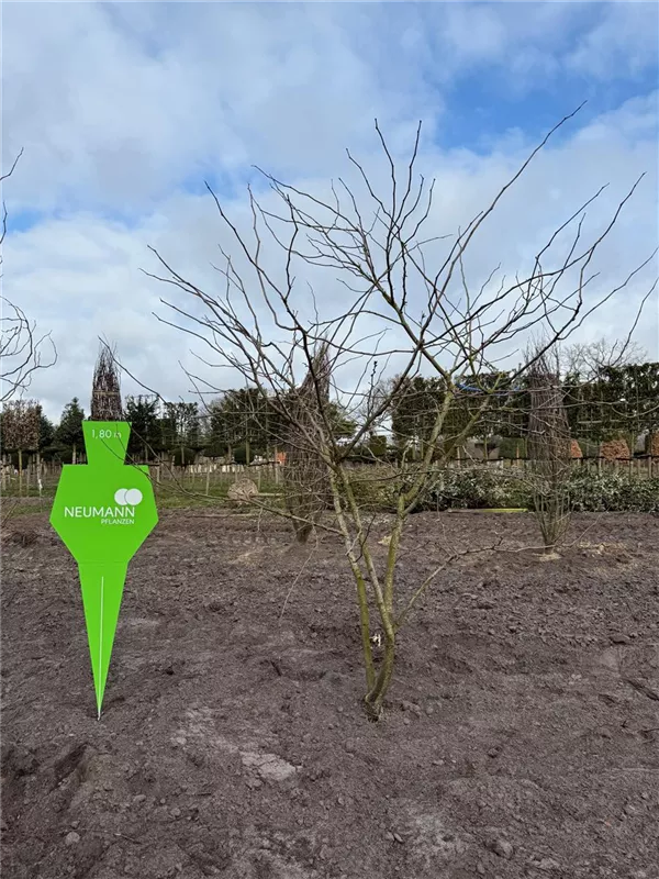 Gleditsia triacanthos 'Sunburst'