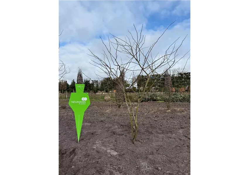 Lederhülsenbaum 'Sunburst'