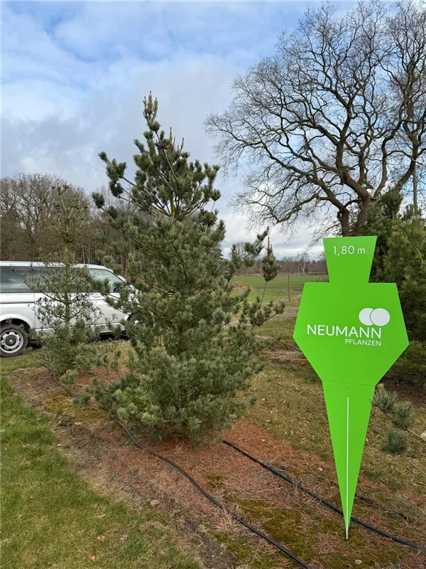 Pinus parviflora 'Glauca'