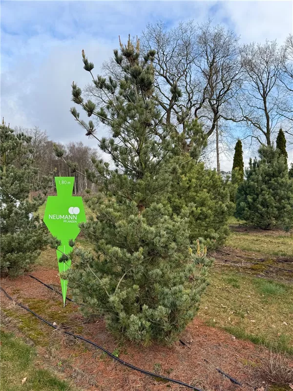 Pinus parviflora 'Glauca'